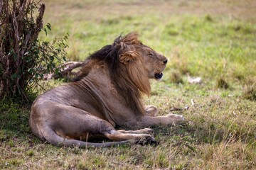 Powerful lion lying in a grassy savannah, surrounded by a verdant landscape of dense foliage