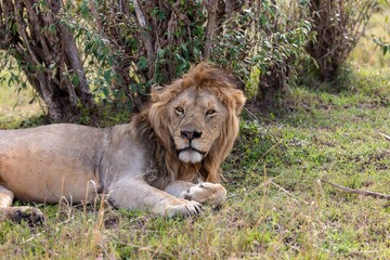 Powerful lion lying in a grassy savannah, surrounded by a verdant landscape of dense foliage