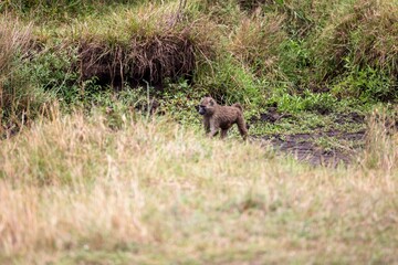 Baboon walking along a path through a grassy area with trees in the near background