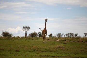 African giraffe stands in a grassy field with the cloudy blue sky in background