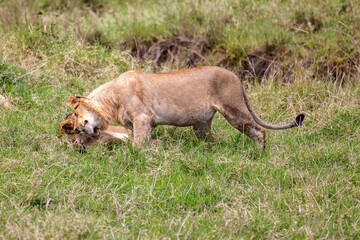 Lions playfully cuddling on the grass in a savannah