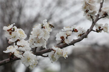 blossom in spring