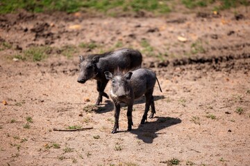 Black warthogs standing in a dirt field with a patch of lush green grass in the background