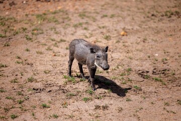 Adorable black warthog standing in a dirt field with a patch of lush green grass in the background