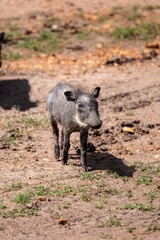 Adorable black warthog standing in a dirt field with a patch of lush green grass in the background