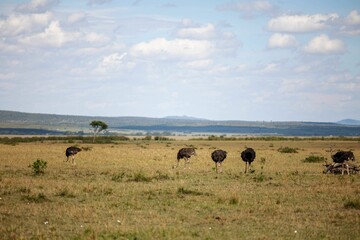 Standing side by side in a open grassland with a clear blue sky background