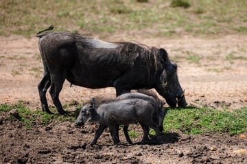 Fototapeta premium Black warthogs standing in a dirt field with a patch of lush green grass in the background