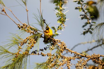 Small black-headed weaver bird perched on a branch of a vibrant green plant, with lush foliage