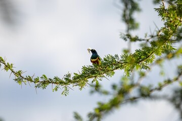 Small black-headed weaver bird perched on a branch of a vibrant green plant, with lush foliage