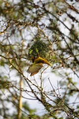 Small black-headed weaver bird perched on a branch of a vibrant green plant, with lush foliage