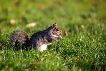 Brown squirrel stands in a grassy meadow on a sunny day
