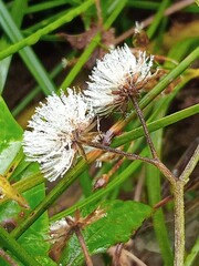 caterpillar on a flower