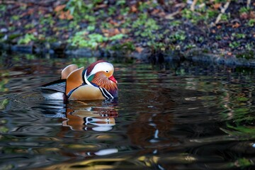 Male mandarin duck with its bright feathers floating on a tranquil body of water