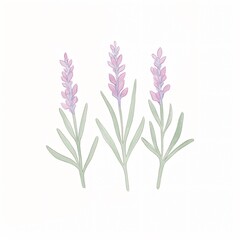 A watercolor rendition of lavender its slender stems and purple flowers casting a calm over white canvas