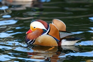 Male mandarin duck with its bright feathers floating on a tranquil body of water