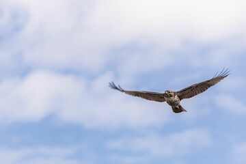 Red-tailed hawk soaring through the sky on a cloudy day