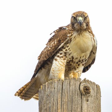 Closeup of a Red Tail Hawk perched atop a wooden utility pole