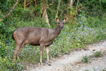 Closeup of a vibrant deer in a lush green forest  on a sunny day