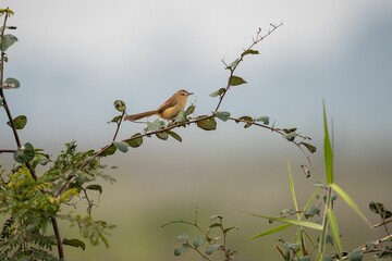 Closeup of a Plain prinia perched on a branch