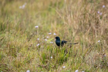 Closeup of a Screaming cowbird perched on green grass