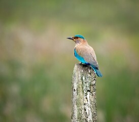 Closeup of an Indian roller perched on a branch