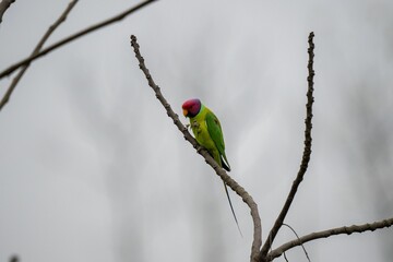 Closeup of a Plum-headed parakeet perched on a branch