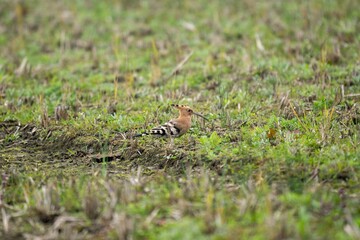 Closeup of a Eurasian hoopoe perched on green grass
