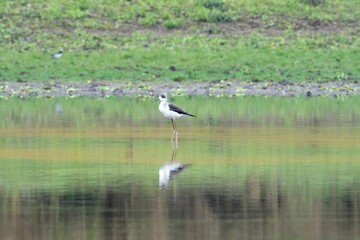 the bird is standing in the shallow water near the shore
