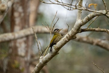 Closeup of a woodpecker perched on a branch