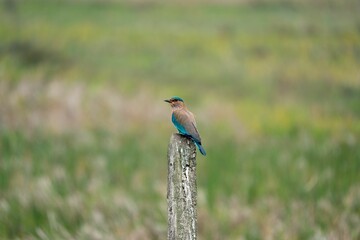 Closeup of an Indian roller perched on a branch