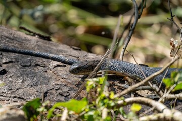 Closeup of a Texas indigo snake on green grass