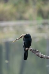 Closeup of a Great cormorant perched on a tree branch above a lake