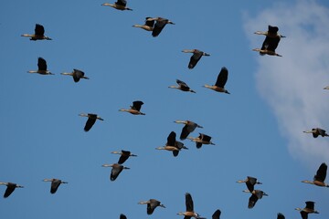 Group of geese in flight, soaring against a backdrop of a clear blue sky and fluffy white clouds