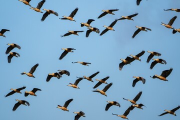 Group of geese in flight, soaring against a backdrop of a clear blue sky and fluffy white clouds