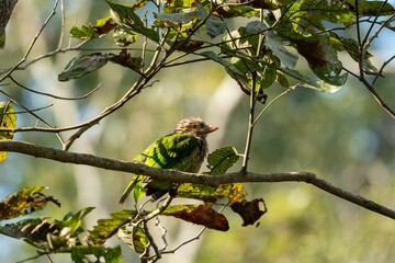 Green woodpecker on a lush green tree branch, enjoying the warm summer sun
