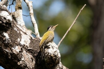 Three-toed woodpecker perched on a branch, surveying its surroundings from a corner view