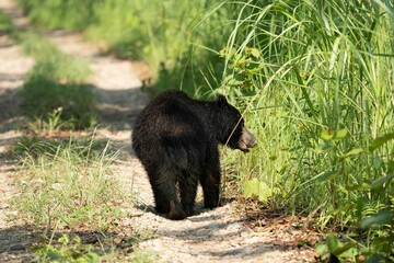 a black bear walking on top of a dirt road near tall grass