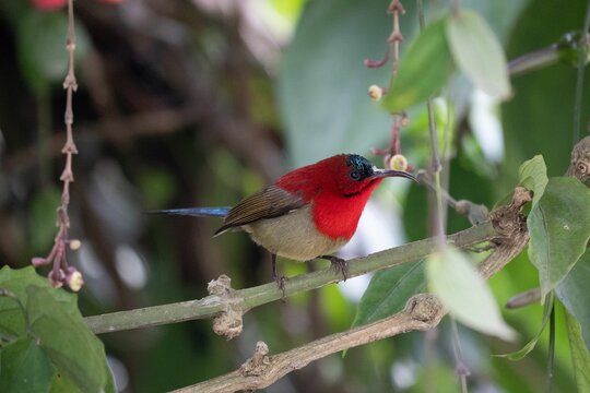 Closeup of a Crimson sunbird perched on a tree branch