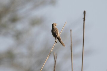 Large grey babbler perched atop a tall, slender reed, captured in a moment of peaceful stillness - obrazy, fototapety, plakaty
