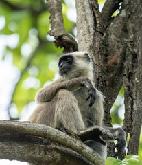 Obraz premium Close-up of a monkey perched on the branch of a tree