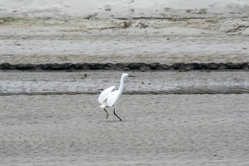 a white bird walking across a sandy field next to the ocean