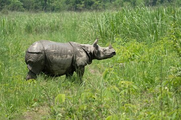 Large wild rhinoceros grazing on grass and vegetation in its natural habitat