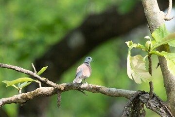 Rock dove on a branch of a tree in its natural habitat, looking off into the distance