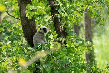the monkeys are on the tree in the shade of the leaves