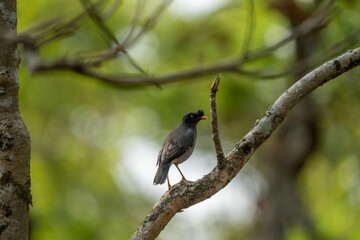 Adorable lane bird perched on a branch of a tree against a soft, out of focus background