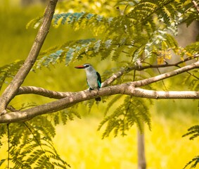 Blue-breasted kingfisher (Halcyon malimbica) perching on tree branch