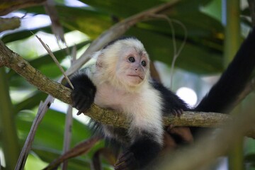 Capuchin monkey perched on a tree branch surrounded by lush foliage.