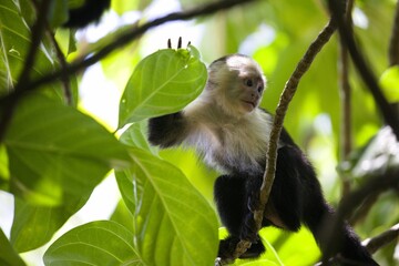 Capuchin monkey perched on a tree branch surrounded by lush foliage.