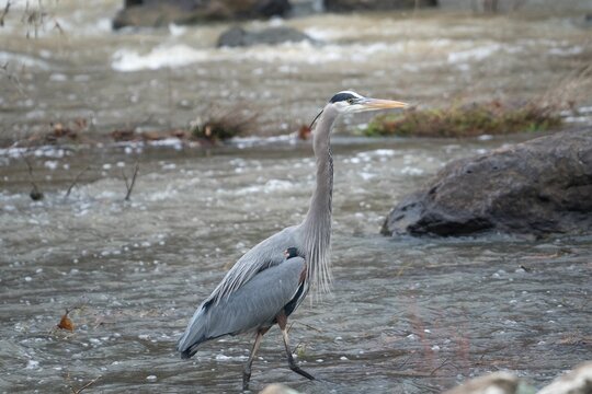 Closeup  Great blue heron standing in the shallow waters of a river with a blurry background