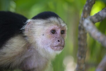 Capuchin monkey perched on a tree branch surrounded by lush foliage.
